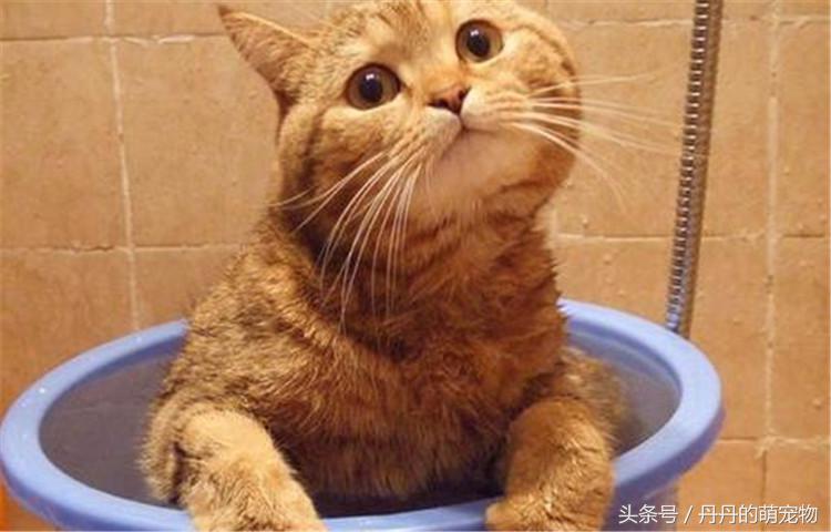 猫咪汉化回家游戏攻略,猫咪寻回游戏